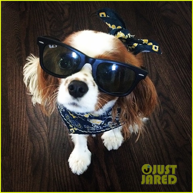 Naya Rivera Shows Off New Puppy, Emmy!