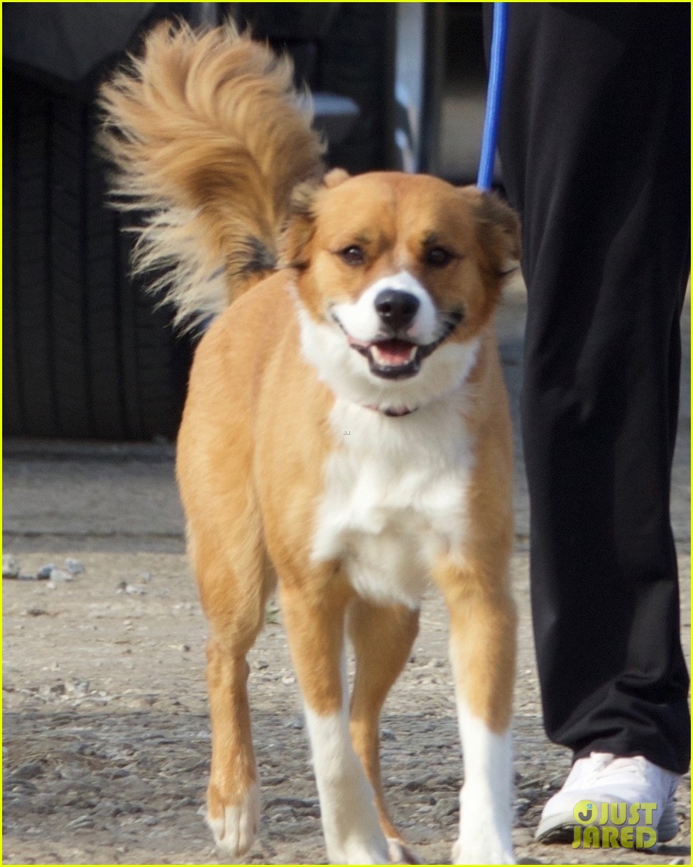 Chris Evans' Dog Dodger Joins Him on 'Avengers 4' Set!