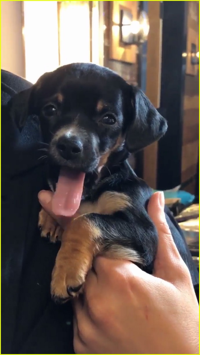 Kylie Jenner Responds to Accusation That Something Happened to Her Dog Norman